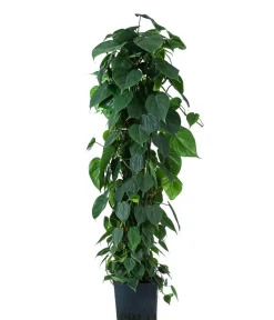 Dehner Hydropflanzen - Baumfreund - Philodendron scandens, Hydrokultur Dunkelgrün