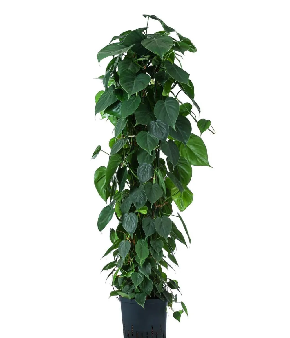 Dehner Hydropflanzen - Baumfreund - Philodendron scandens, Hydrokultur Dunkelgrün