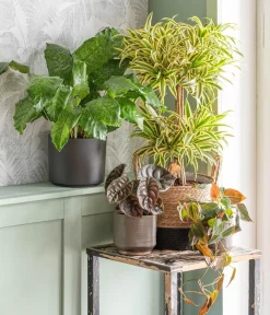 Dehner Hängepflanzen|Grünpflanzen > Baumfreund - Philodendron scandens 'Micans'