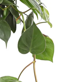 Dehner Baumfreund - Philodendron scandens, Ampel Sale