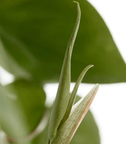 Dehner Hängepflanzen|Grünpflanzen - Baumfreund - Philodendron scandens, Ampel
