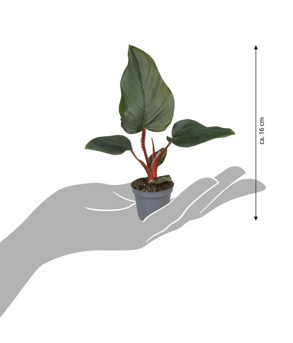 Dehner Baumfreund - Philodendron serpens Dunkelgrün Outlet