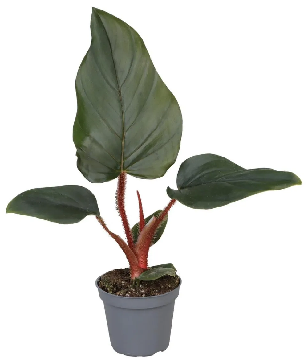 Dehner Baumfreund - Philodendron serpens Dunkelgrün Outlet