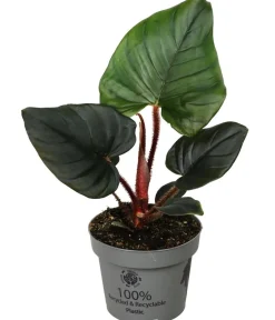 Dehner Raritäten|Grünpflanzen - Baumfreund - Philodendron serpens Dunkelgrün