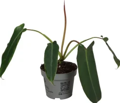 Dehner Raritäten|Grünpflanzen > Baumfreund - Philodendron spiritus sancti