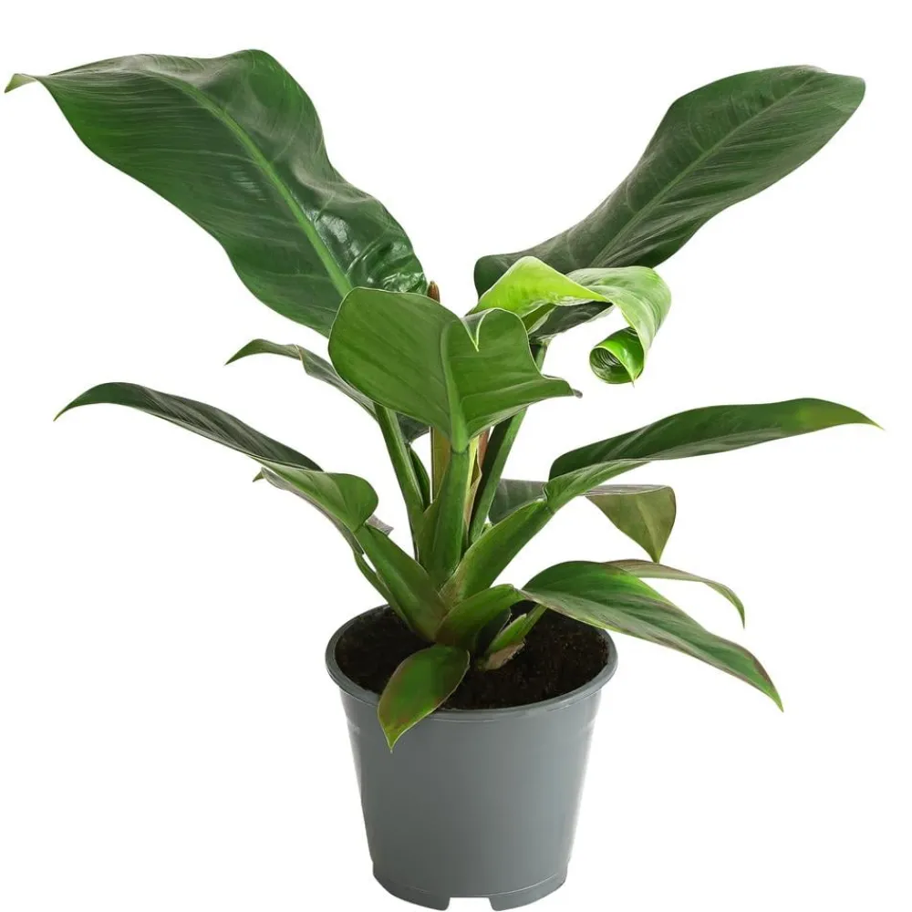 Dehner Baumfreund - Philodendron, verschiedene Sorten Hot