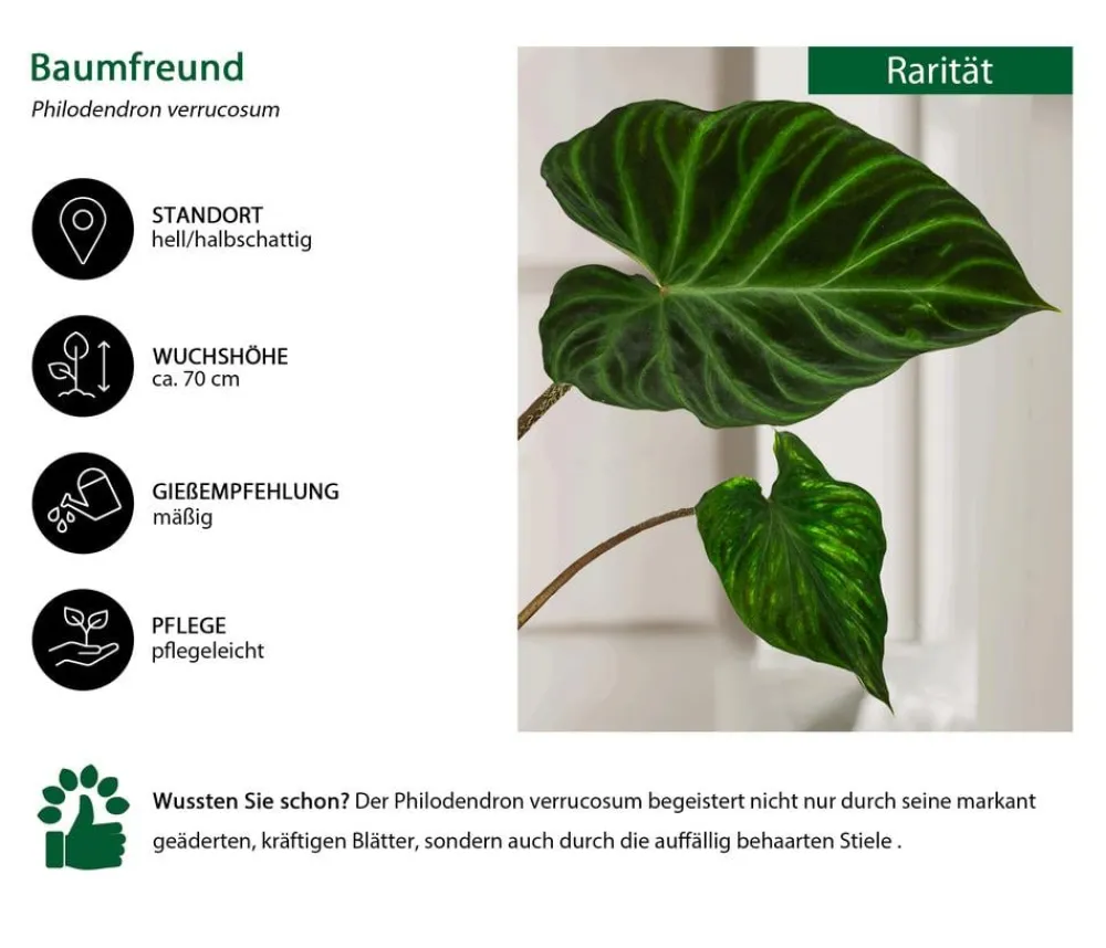 Dehner Raritäten|Grünpflanzen - Baumfreund - Philodendron verrucosum