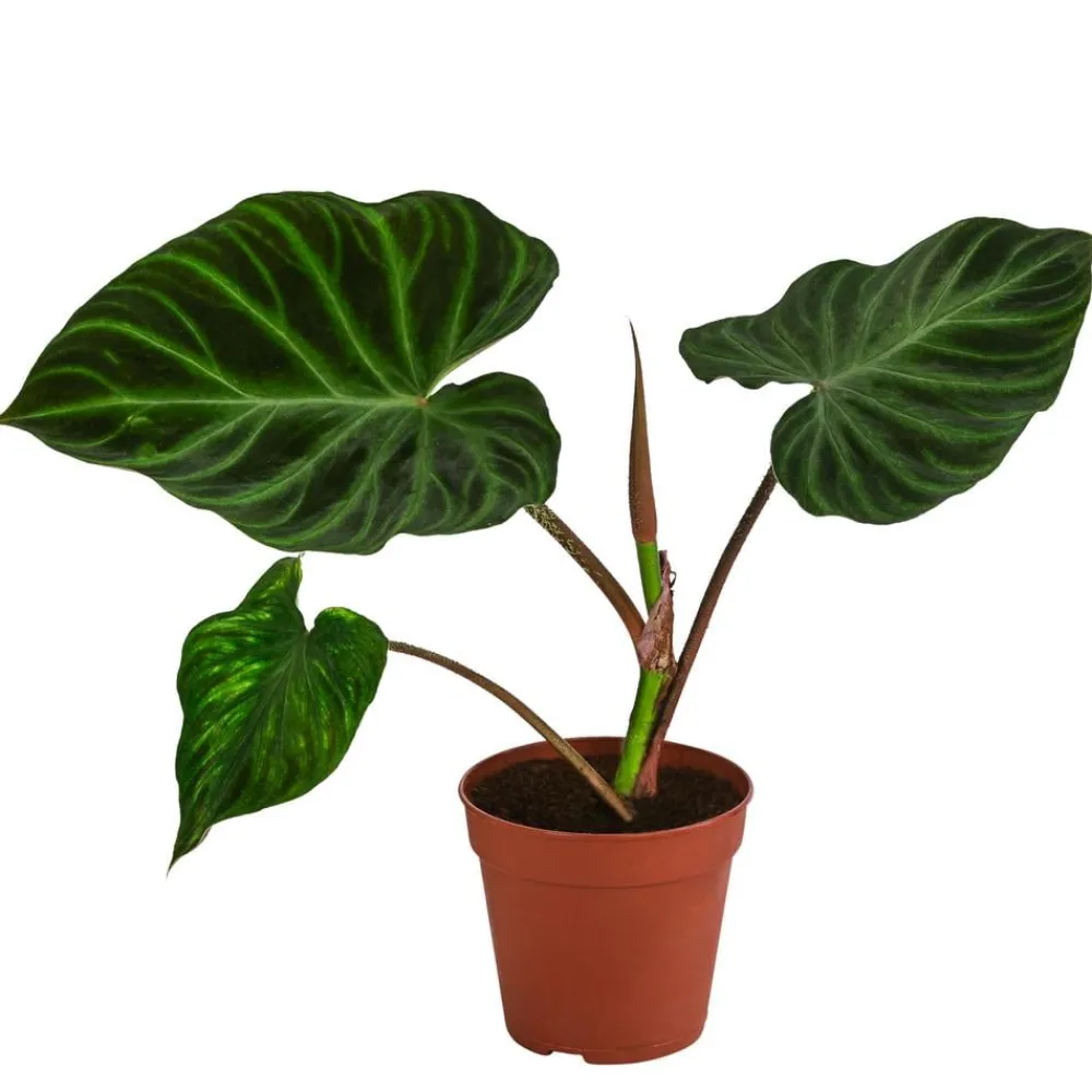 Dehner Raritäten|Grünpflanzen - Baumfreund - Philodendron verrucosum
