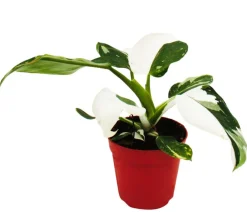 Dehner Baumfreund - Philodendron 'White Princess' Outlet
