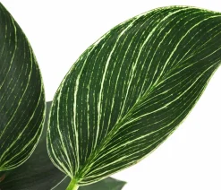 Dehner Grünpflanzen|Monstera & Philodendron - Baumfreund - Philodendron 'White Wave'