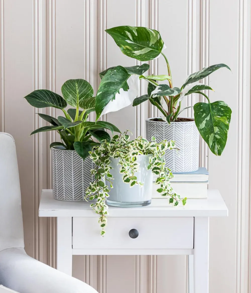 Dehner Grünpflanzen|Monstera & Philodendron - Baumfreund - Philodendron 'White Wave'