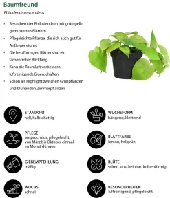 Dehner Baumfreund-Set - Philodendron, 3-teilig Online