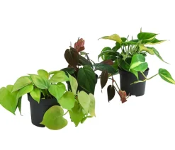 Dehner Baumfreund-Set - Philodendron, 3-teilig Online