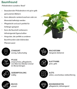 Dehner Baumfreund-Set - Philodendron, 3-teilig Online