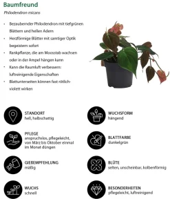 Dehner Baumfreund-Set - Philodendron, 3-teilig Online