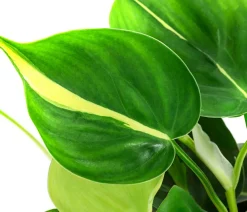 Dehner Baumfreund-Set - Philodendron, 3-teilig Online