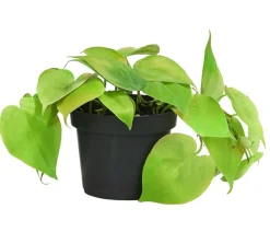 Dehner Baumfreund-Set - Philodendron, 3-teilig Online