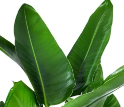 Dehner Hydropflanzen|Grünpflanzen > Baumstrelitzie - Strelitzia nicolai, Hydrokultur