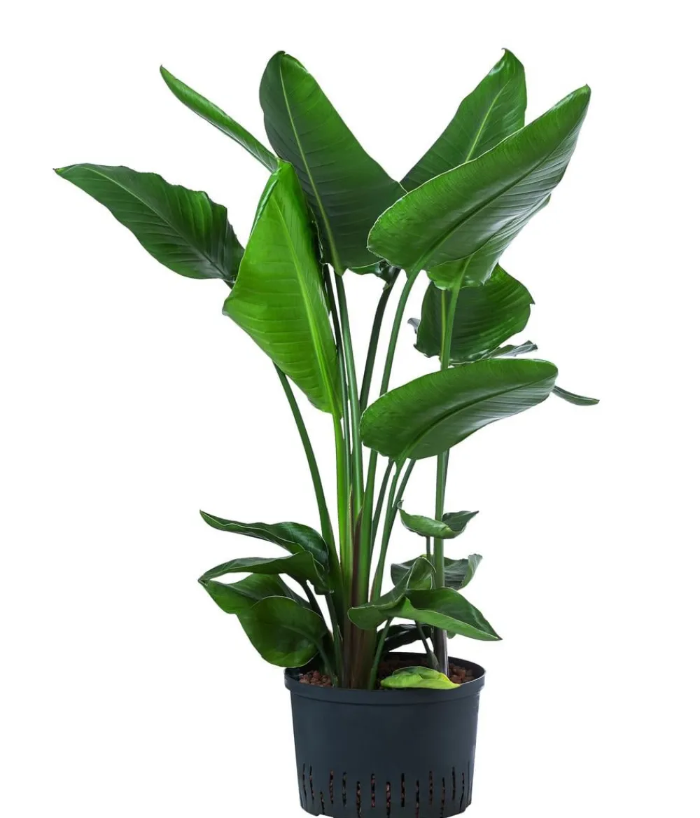 Dehner Hydropflanzen|Grünpflanzen > Baumstrelitzie - Strelitzia nicolai, Hydrokultur
