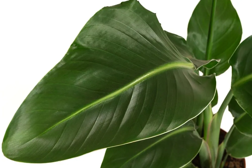 Dehner Zimmerpalmen|Grünpflanzen > Baumstrelitzie - Strelitzia nicolai