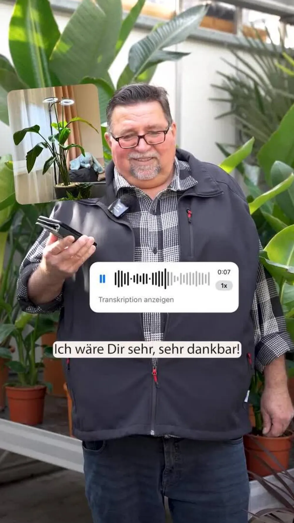 Dehner Baumstrelitzie - Strelitzia nicolai Grün Discount