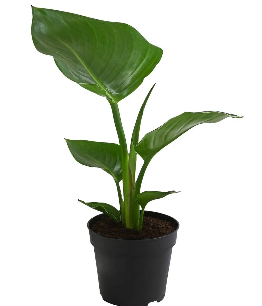 Dehner Baumstrelitzie - Strelitzia nicolai Grün Discount
