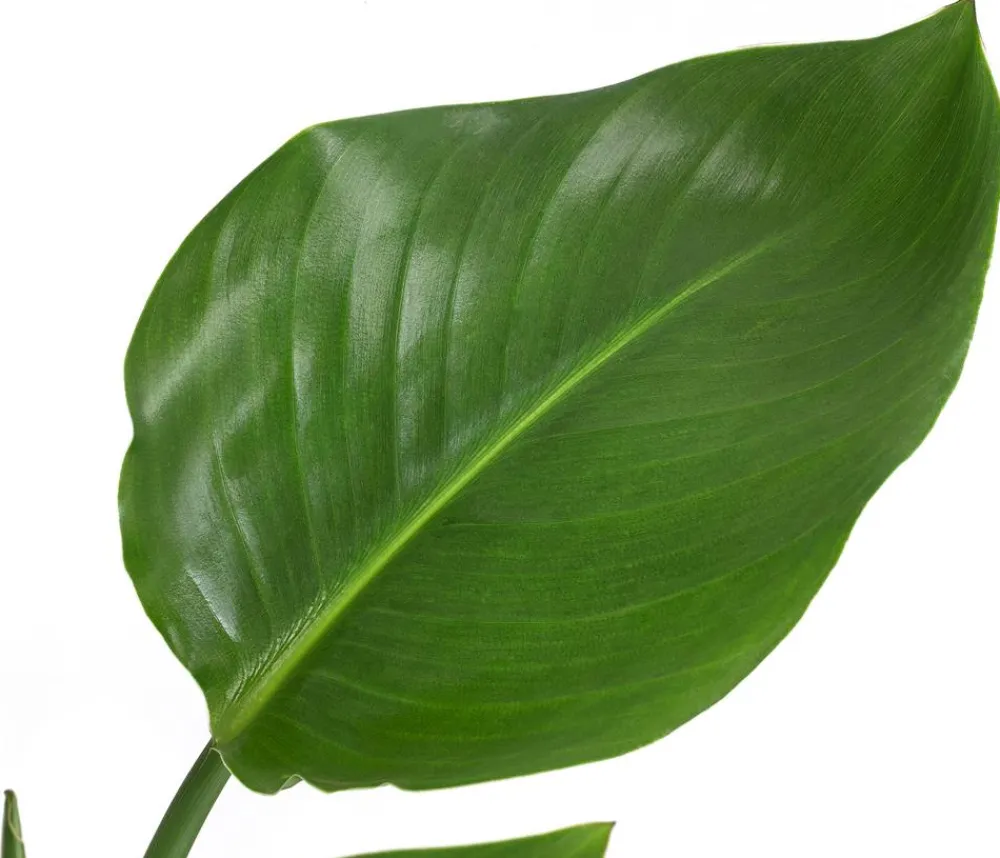 Dehner Baumstrelitzie - Strelitzia nicolai Grün Discount
