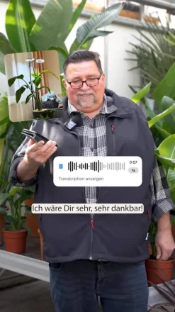 Dehner Zimmerpalmen|Grünpflanzen - Baumstrelitzie - Strelitzia nicolai Grün