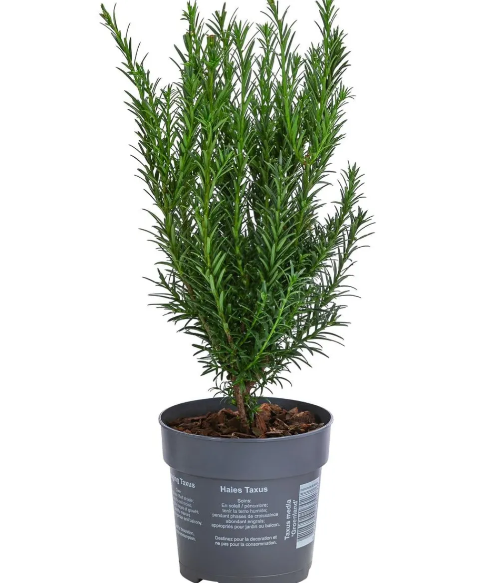 Dehner Becher-Eibe 'Groenland' Dunkelgrün New