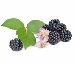 Dehner Beeren-Sets|Beerensträucher > Beeren-Kiwi-Set Smoothie-Mix, 4-teilig