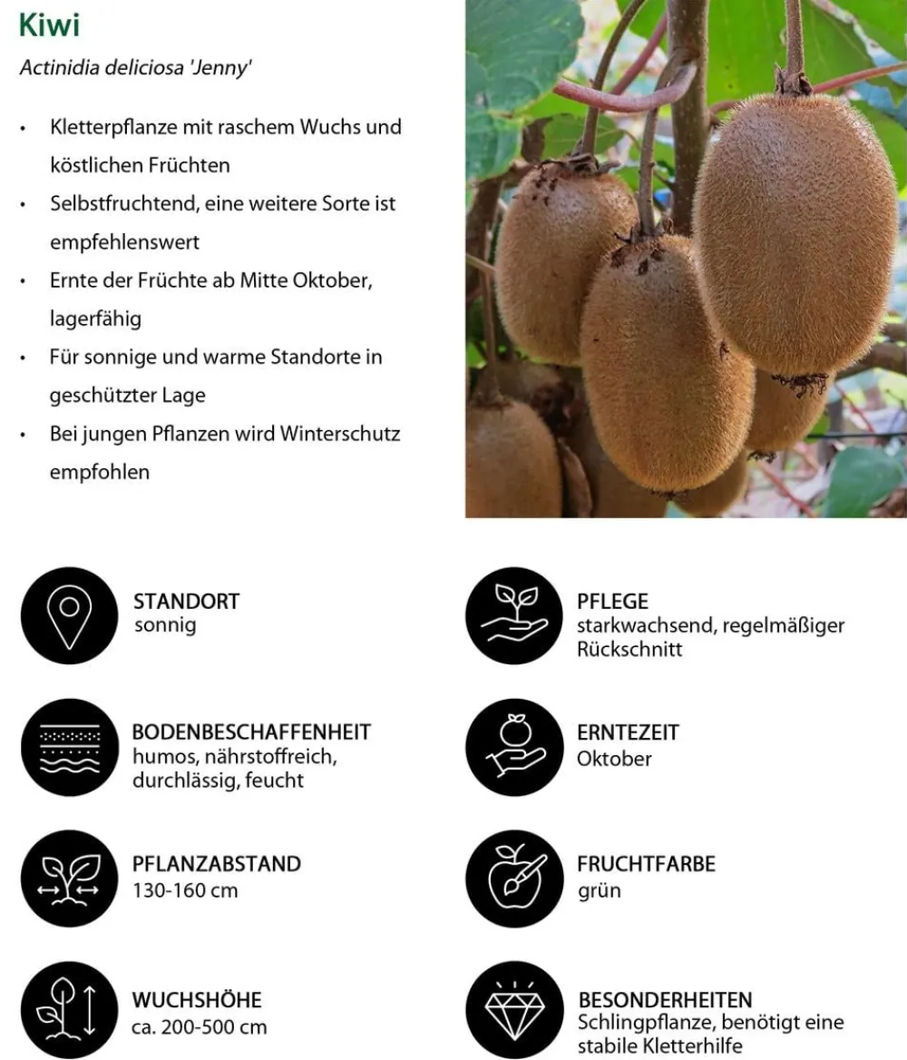 Dehner Beeren-Sets|Beerensträucher > Beeren-Kiwi-Set Smoothie-Mix, 4-teilig