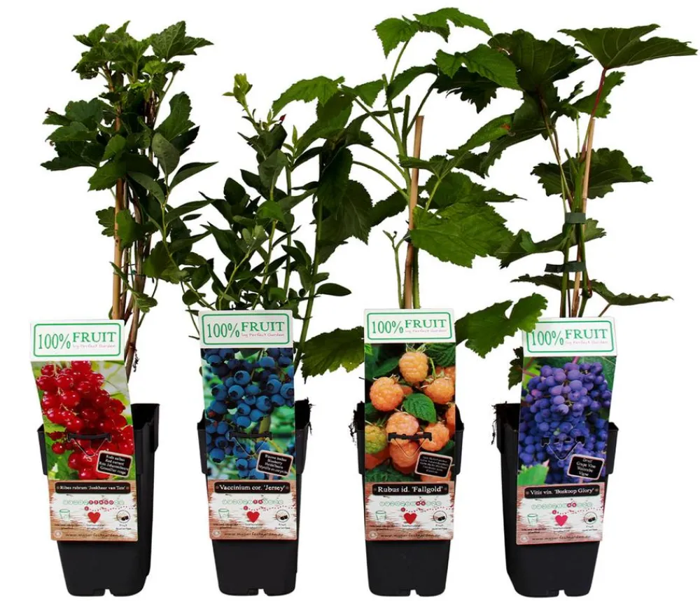 Dehner Beeren-Sets|Beerensträucher - Beeren-Trauben-Set Obstsalat, 4-teilig