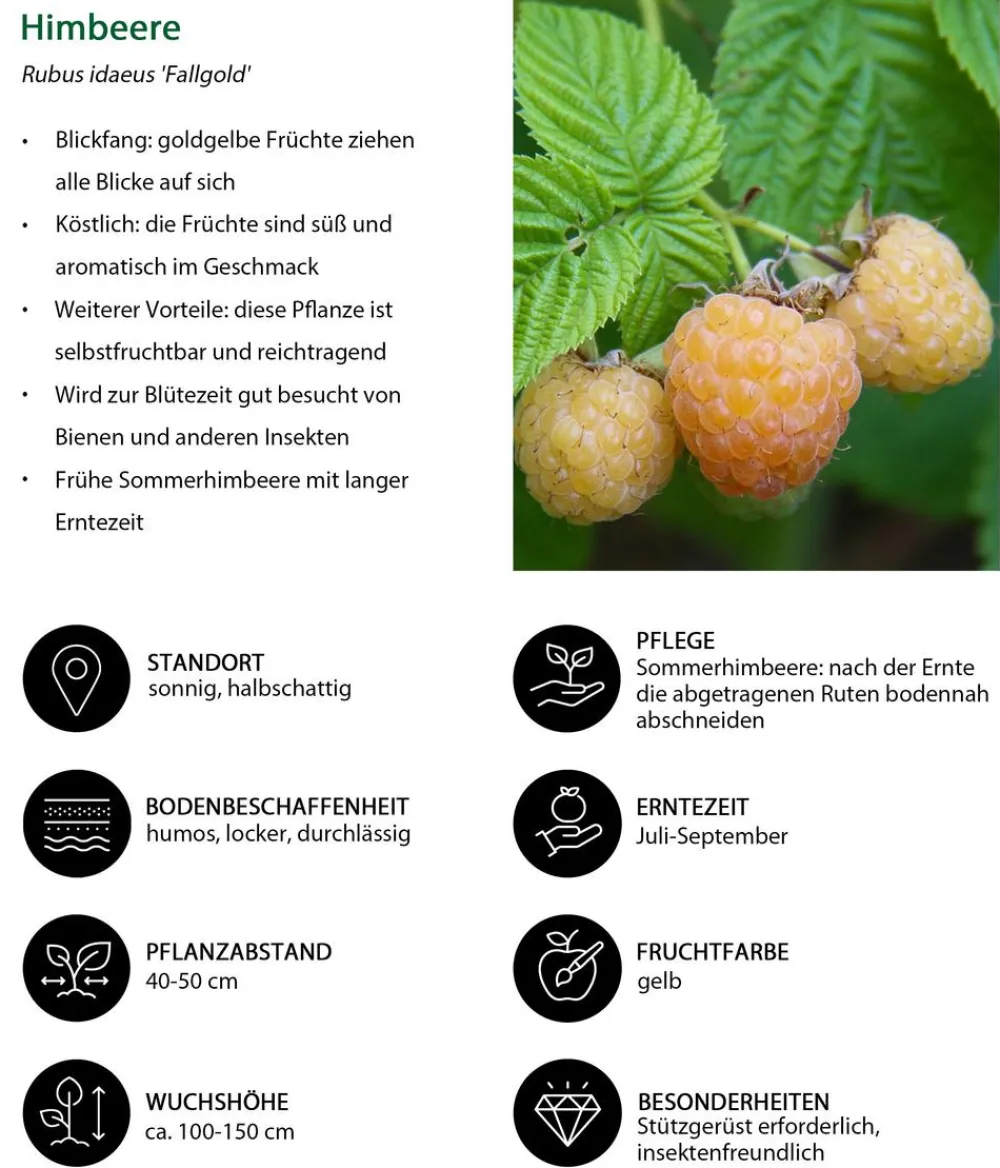 Dehner Beeren-Sets|Beerensträucher - Beeren-Trauben-Set Obstsalat, 4-teilig