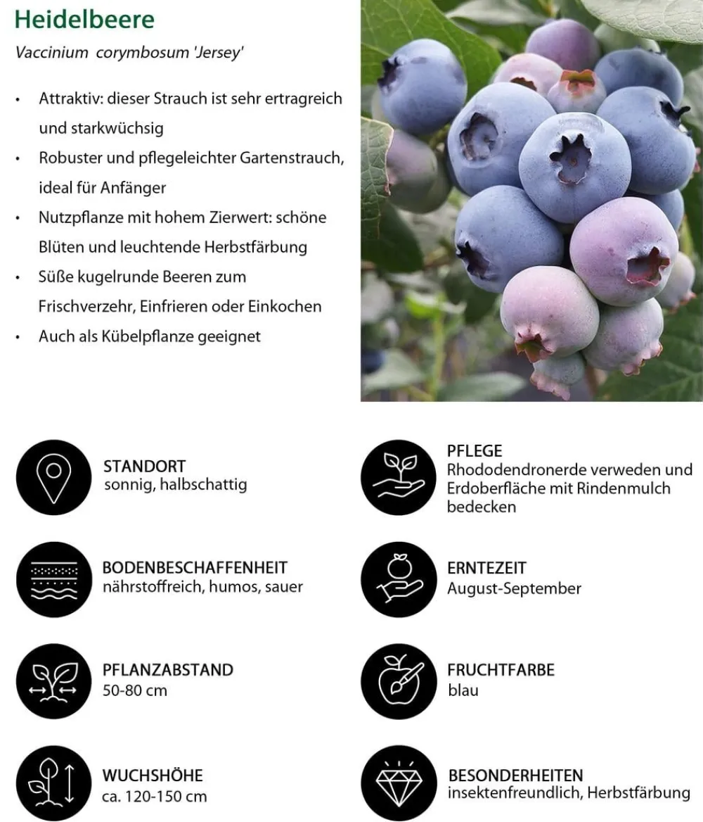 Dehner Beeren-Sets|Beerensträucher - Beeren-Trauben-Set Obstsalat, 4-teilig