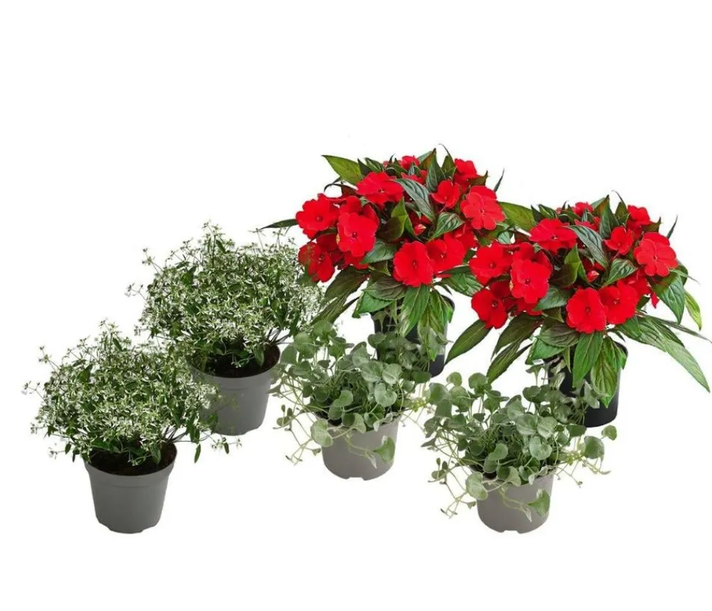 Dehner Balkonpflanzen-Sets|Sommerblumen - Beet- & Balkonpflanzen-Set Balkonromanze, 6-teilig