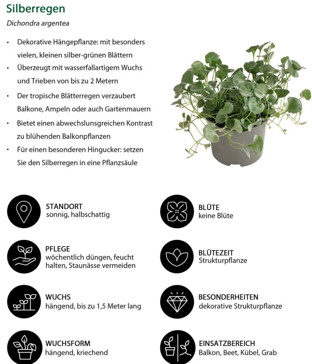 Dehner Balkonpflanzen-Sets|Sommerblumen - Beet- & Balkonpflanzen-Set Balkonromanze, 6-teilig