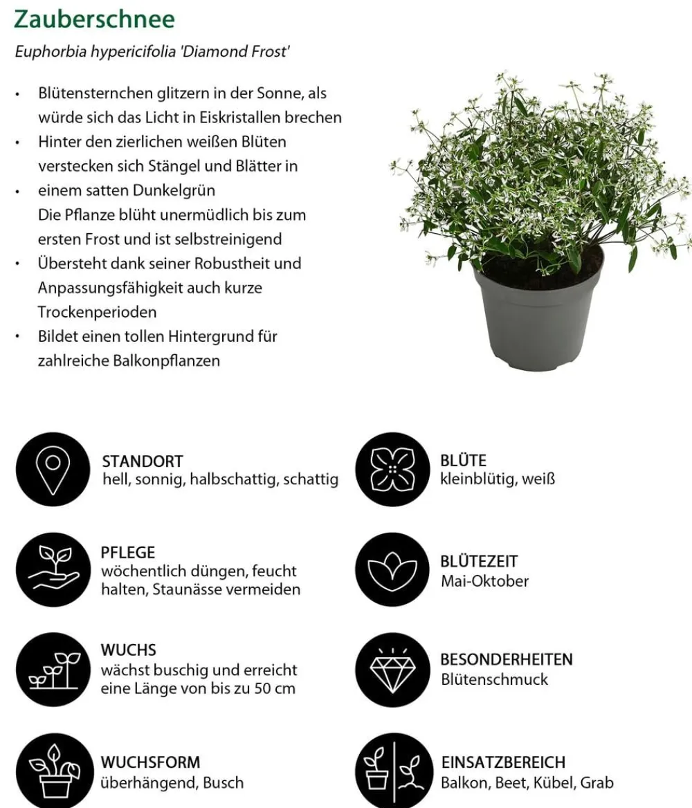 Dehner Beet- & Balkonpflanzen-Set Balkonliebe, 6-teilig Best