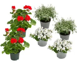 Dehner Beet- & Balkonpflanzen-Set Balkonliebe, 6-teilig Best