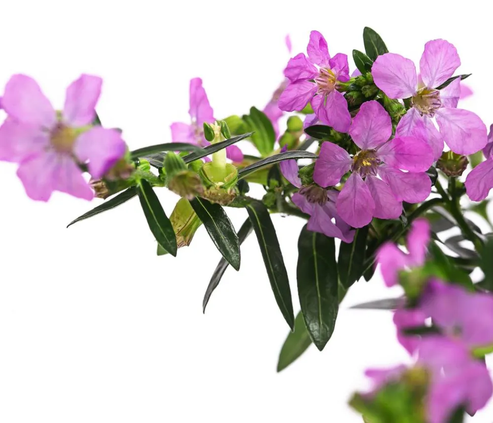 Dehner Balkonpflanzen-Sets|Sommerblumen > Beet- & Balkonpflanzen-Set Bienentankstelle, 6-teilig