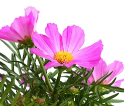 Dehner Balkonpflanzen-Sets|Sommerblumen > Beet- & Balkonpflanzen-Set Bienentankstelle, 6-teilig