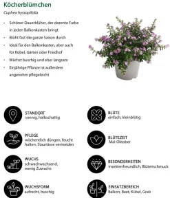 Dehner Balkonpflanzen-Sets|Sommerblumen > Beet- & Balkonpflanzen-Set Bienentankstelle, 6-teilig