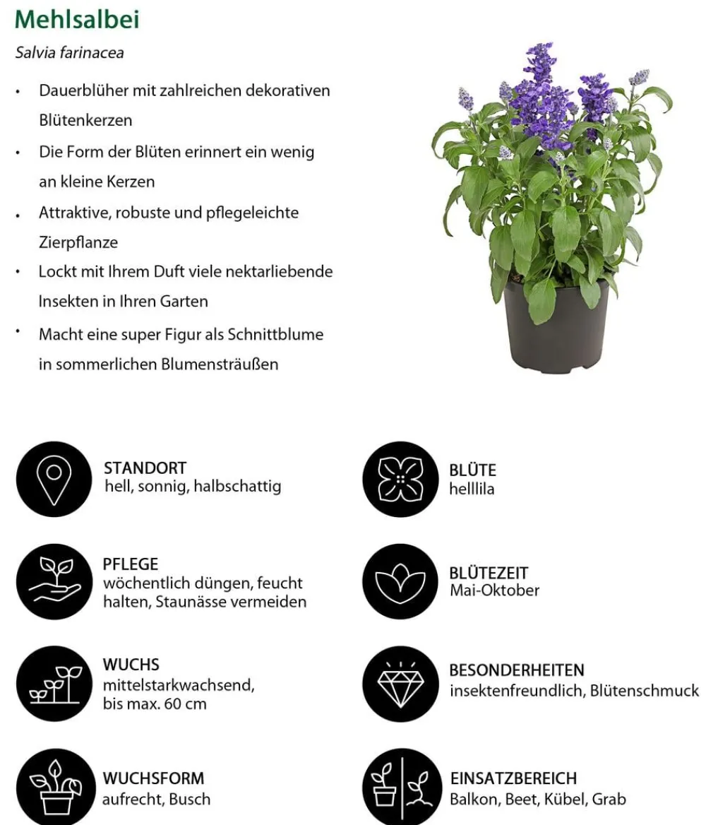 Dehner Balkonpflanzen-Sets|Sommerblumen > Beet- & Balkonpflanzen-Set Bienentankstelle, 6-teilig