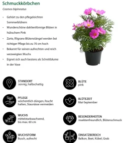 Dehner Balkonpflanzen-Sets|Sommerblumen > Beet- & Balkonpflanzen-Set Bienentankstelle, 6-teilig