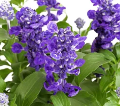 Dehner Balkonpflanzen-Sets|Sommerblumen > Beet- & Balkonpflanzen-Set Biene, 6-teilig