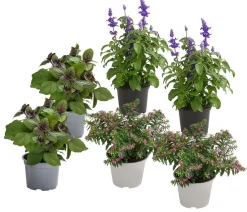 Dehner Balkonpflanzen-Sets|Sommerblumen > Beet- & Balkonpflanzen-Set Biene, 6-teilig