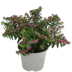Dehner Balkonpflanzen-Sets|Sommerblumen > Beet- & Balkonpflanzen-Set Biene, 6-teilig