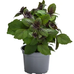 Dehner Balkonpflanzen-Sets|Sommerblumen > Beet- & Balkonpflanzen-Set Biene, 6-teilig