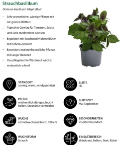 Dehner Balkonpflanzen-Sets|Sommerblumen > Beet- & Balkonpflanzen-Set Biene, 6-teilig