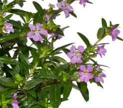 Dehner Balkonpflanzen-Sets|Sommerblumen > Beet- & Balkonpflanzen-Set Biene, 6-teilig