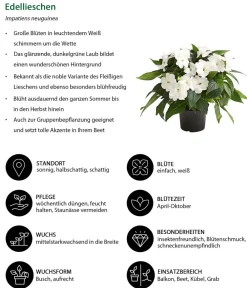 Dehner Balkonpflanzen-Sets|Sommerblumen - Beet- & Balkonpflanzen-Set Blütencharme, 6-teilig